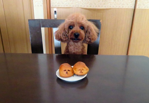 番外編 愛犬家に渡すと喜ばれる犬をモチーフにした和菓子 おひるねポチ 犬との旅行プランナー
