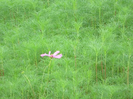 番外編 令和3年9月日 愛犬と行く奈良県橿原市藤原宮跡のコスモスの開花状況と風景 犬との旅行プランナー