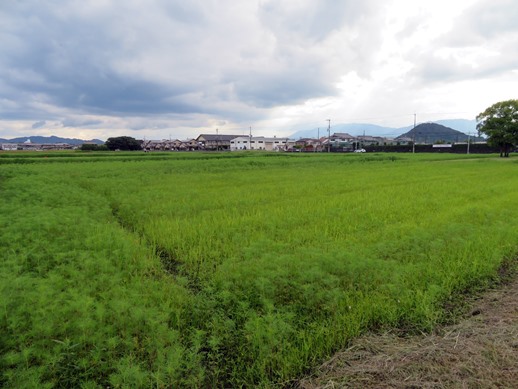 番外編 令和3年9月日 愛犬と行く奈良県橿原市藤原宮跡のコスモスの開花状況と風景 犬との旅行プランナー