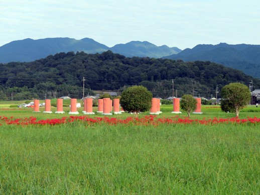 番外編 令和3年9月日 愛犬と行く奈良県橿原市藤原宮跡のコスモスの開花状況と風景 犬との旅行プランナー