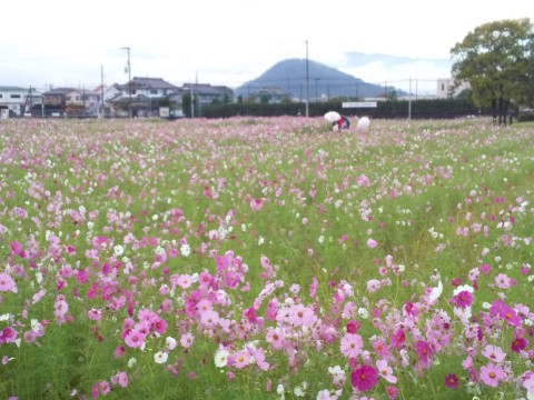 番外編 令和3年9月日 愛犬と行く奈良県橿原市藤原宮跡のコスモスの開花状況と風景 犬との旅行プランナー