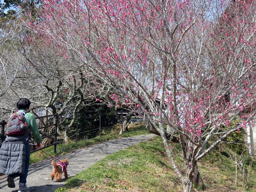 f:id:ononprg:20220311115409j:plain