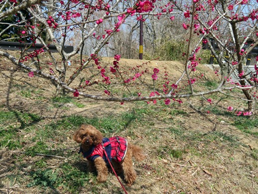 f:id:ononprg:20220311142206j:plain