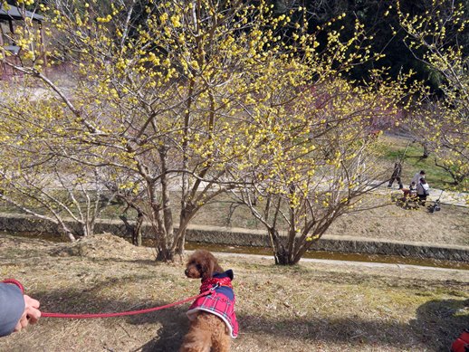 f:id:ononprg:20220311142556j:plain