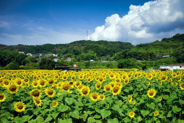 季節の風景 愛犬と行く令和4年7月31日の奈良県五條市上野町ひまわり園の開花状況 犬との旅行プランナー