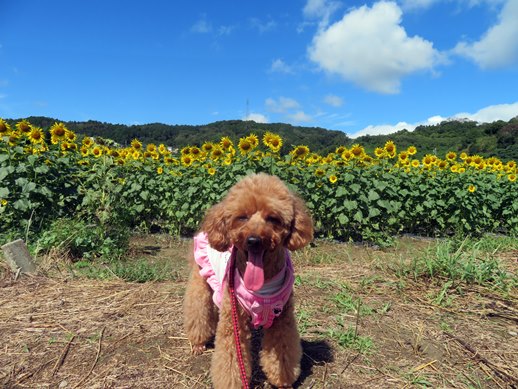 季節の風景 愛犬と行く令和４年９月２日満開になった奈良県五條市上野町のひまわり園 犬との旅行プランナー