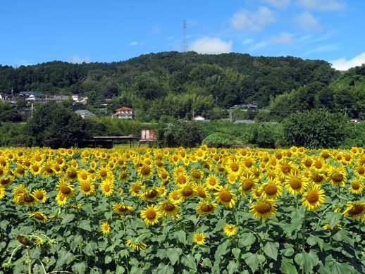 季節の風景 愛犬と行く令和４年９月２日満開になった奈良県五條市上野町のひまわり園 犬との旅行プランナー