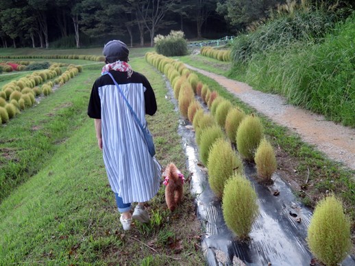 季節の風景 令和4年９月11日 愛犬と一緒に行く奈良県明日香村甘樫丘花畑の色づいたコキア畑 犬との旅行プランナー
