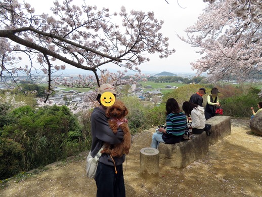 愛犬と行く桜の飛鳥路と手作りジェラートの店げんきな果実工房の旅 