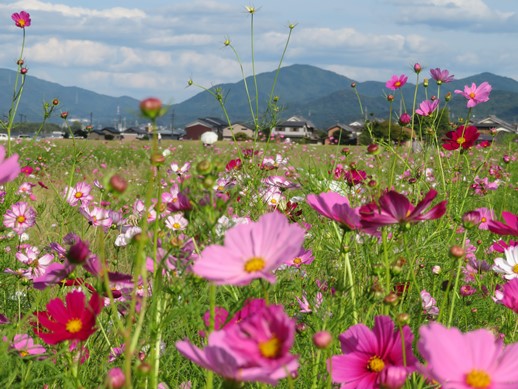 令和6年10月11日 奈良県藤原宮跡に咲く約300万本のコスモス畑の開花