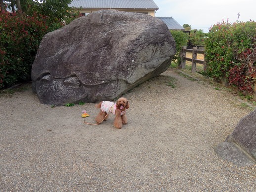 1300年前の遺跡が目の前に。古代の謎にふれる愛犬と行く明日香の史跡