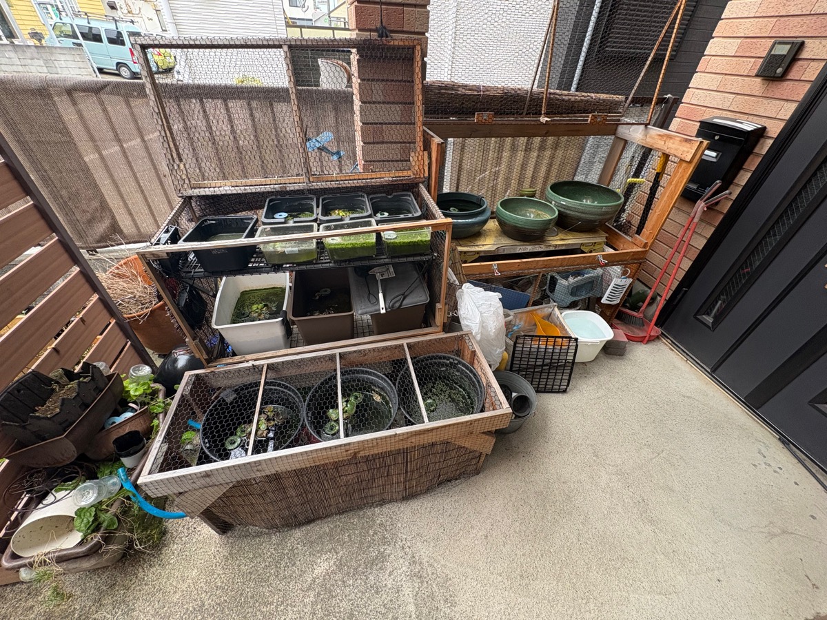 "メダカ飼育をしている全体風景の写真"