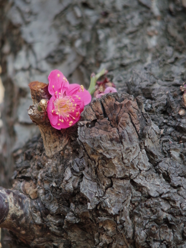 幹に咲く梅の花の写真（その１）