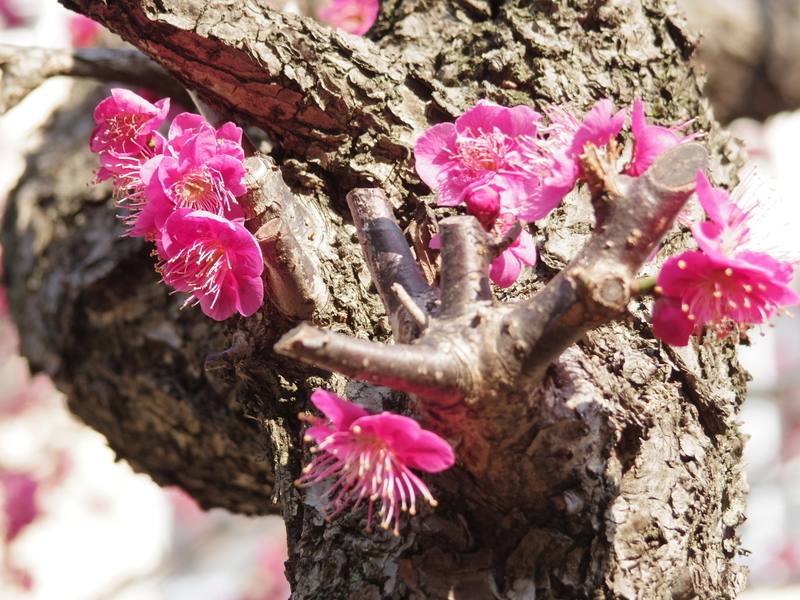 幹に咲く梅の花の写真（その２）