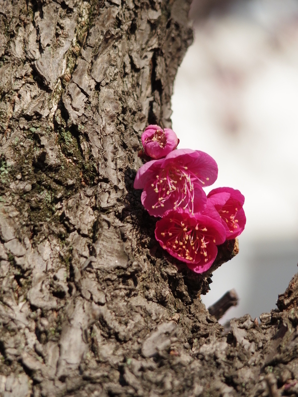 幹に咲く梅の花の写真（その３）