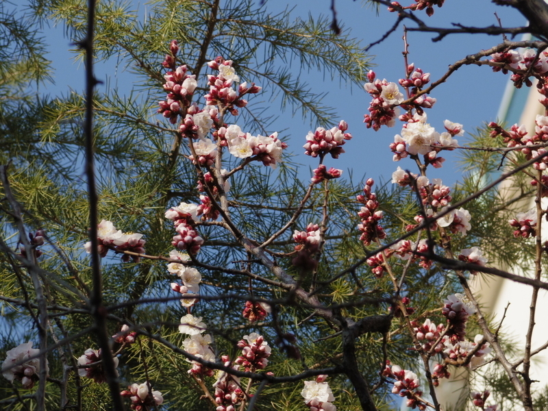 桜の写真
