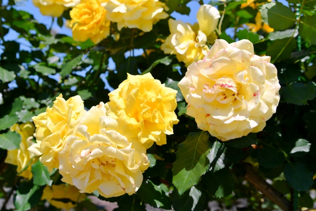 ゴールドバニーの花(イメージ)