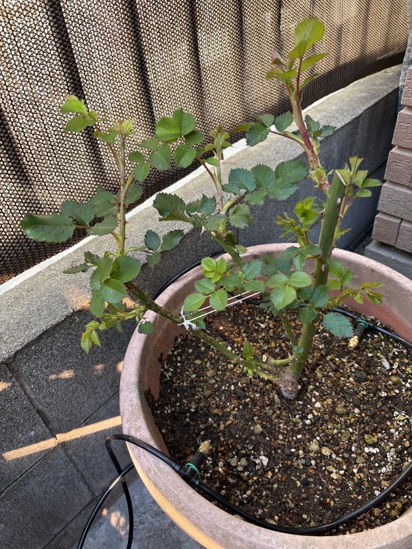 新芽が勢い良く出てきた