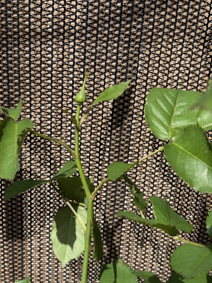 花だよね