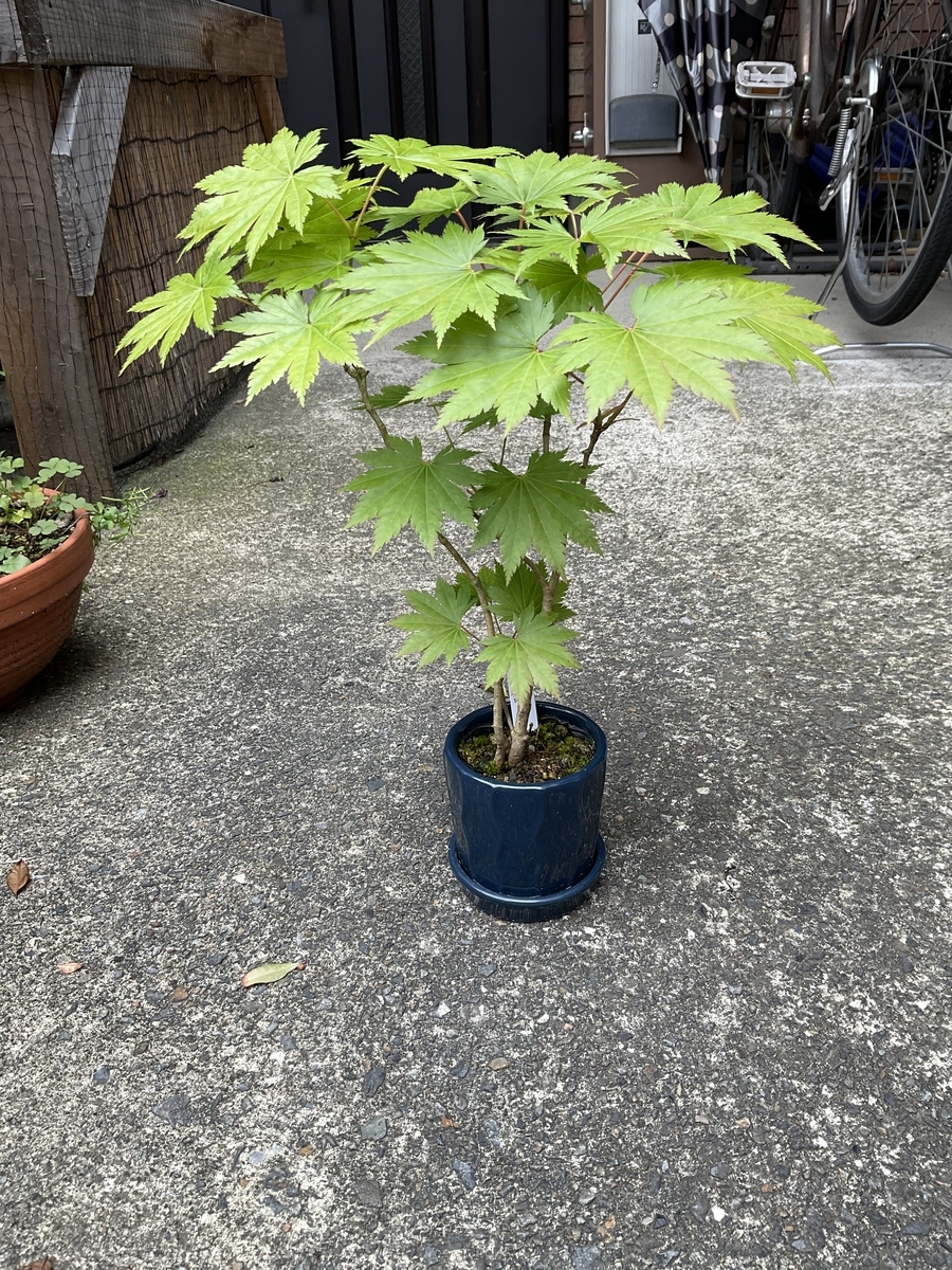 今回