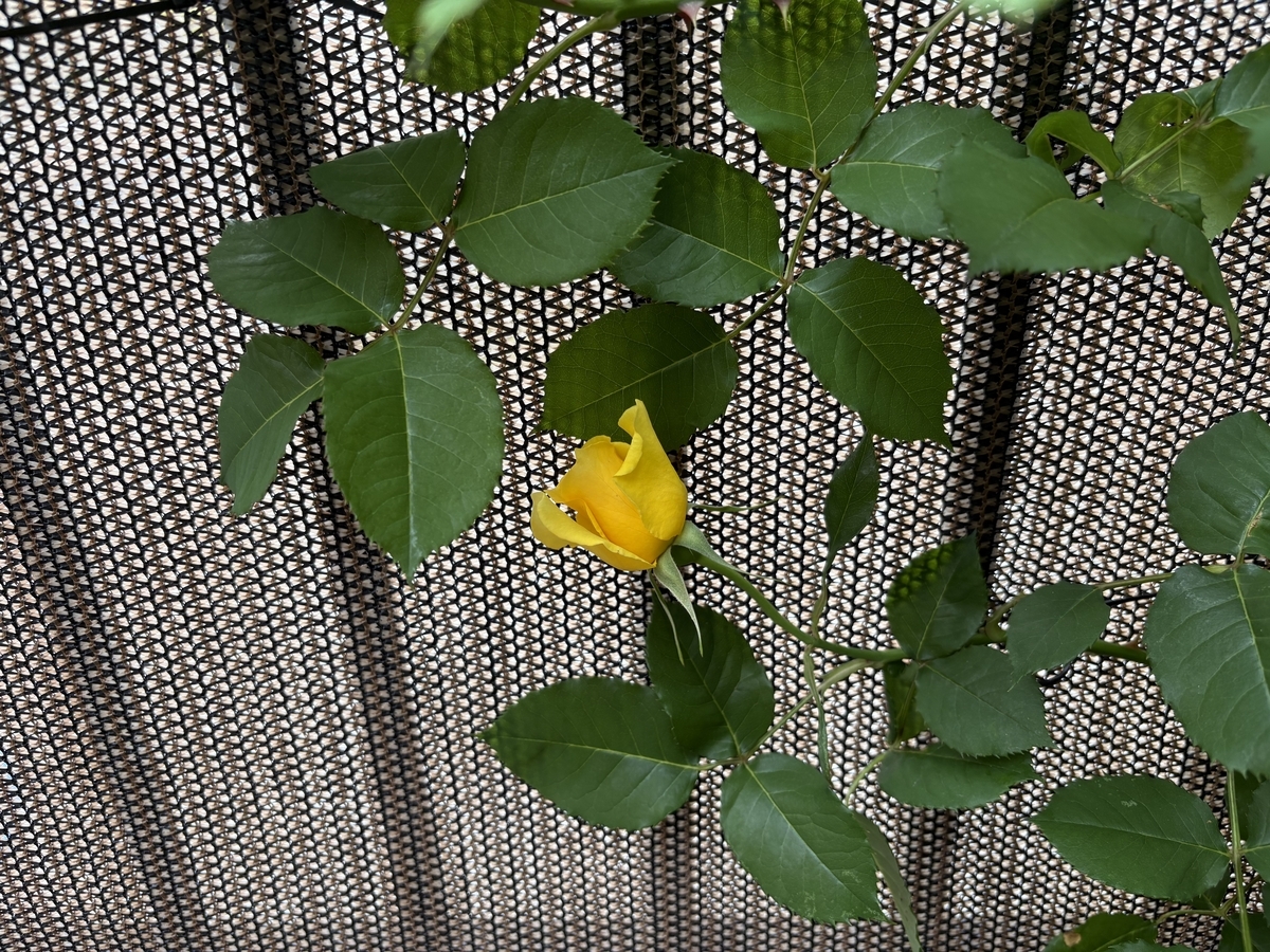 最初の一輪の花