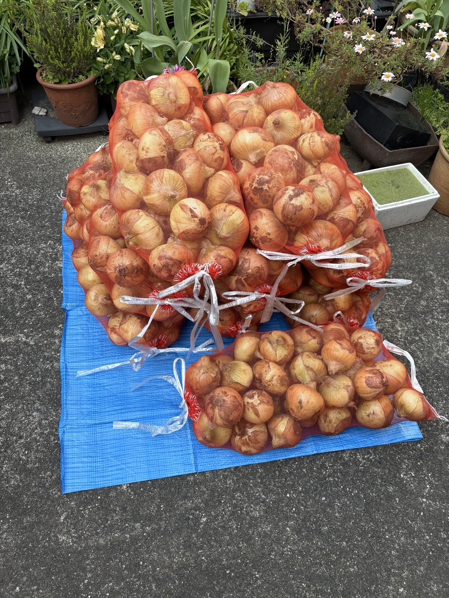 車から下ろした玉ねぎ