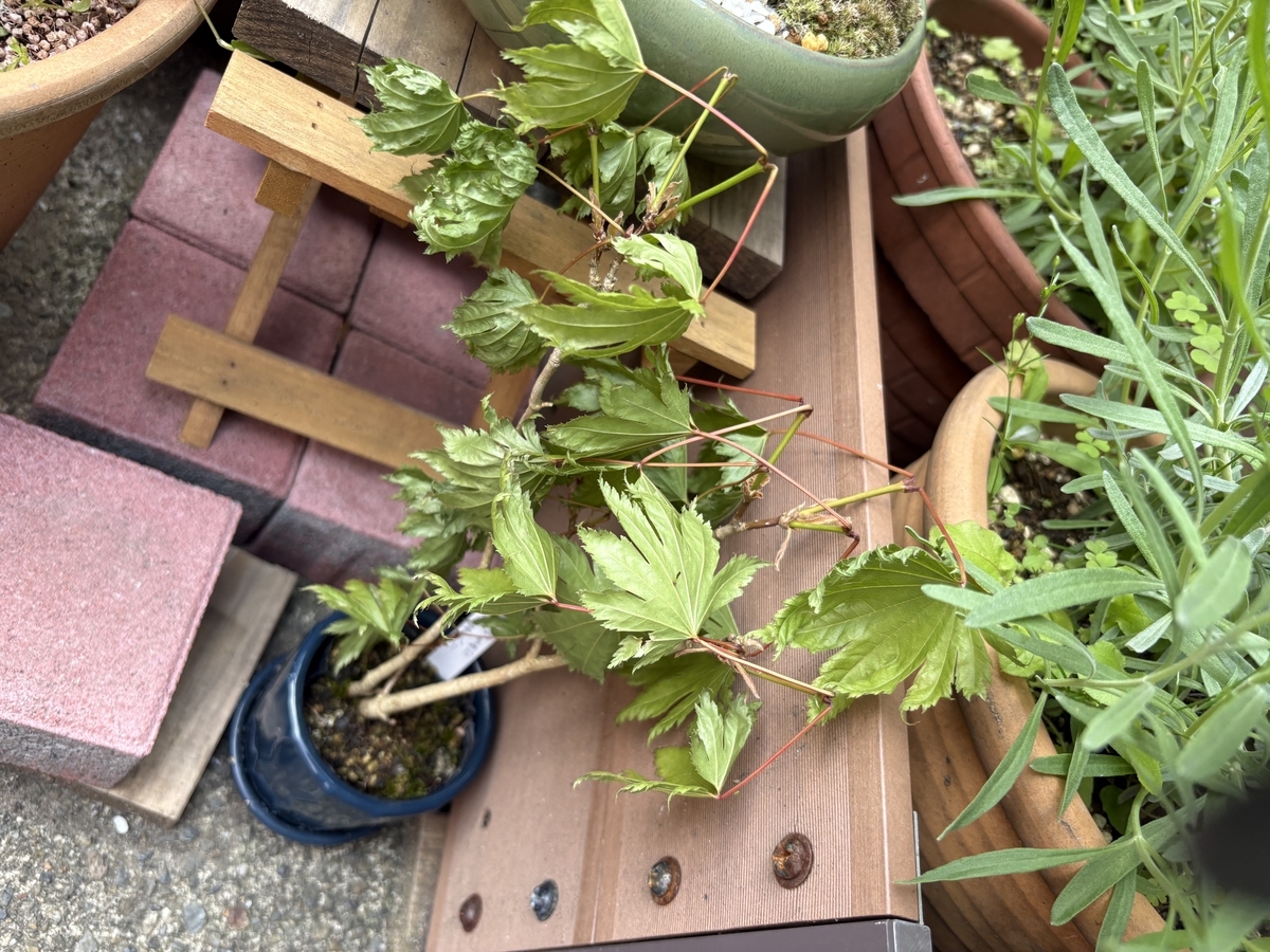 葉が萎れた哀しき姿