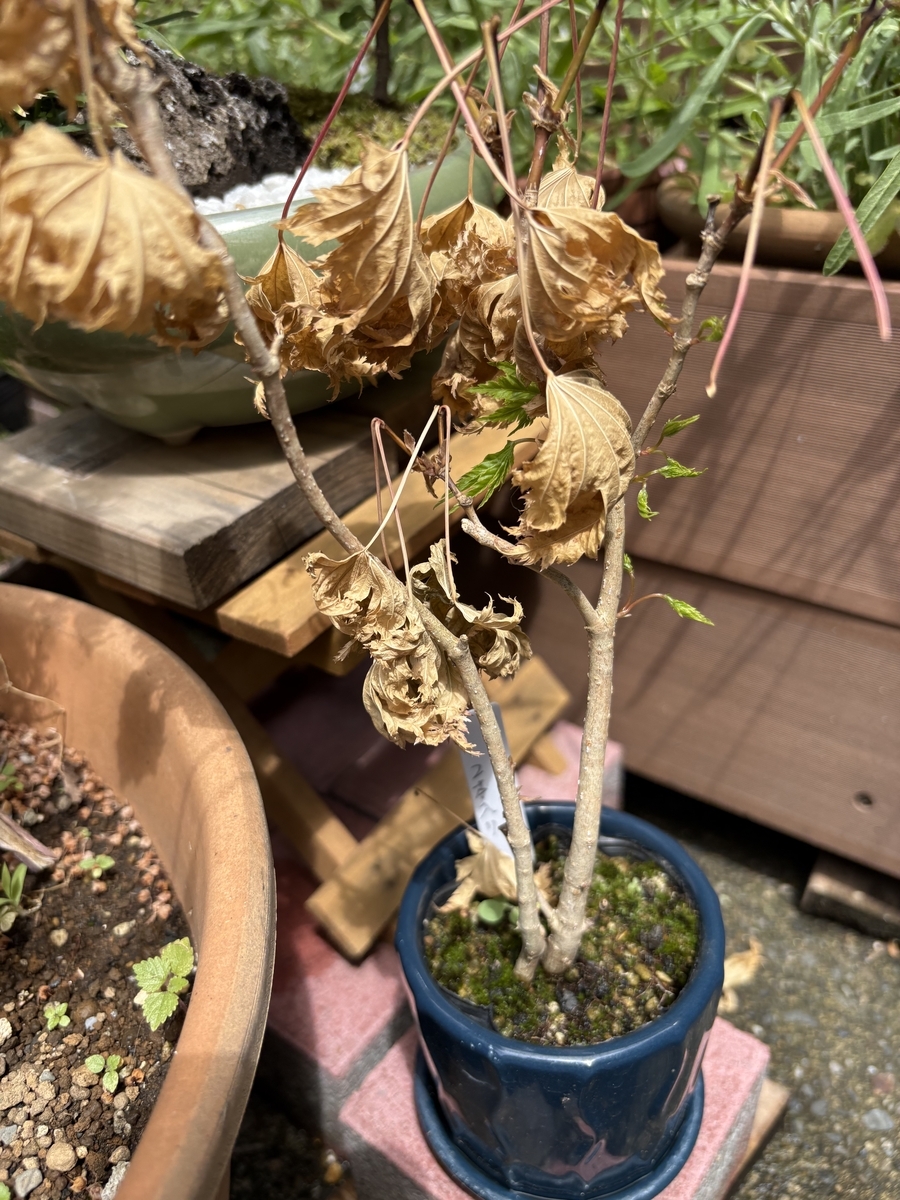 新芽が復活