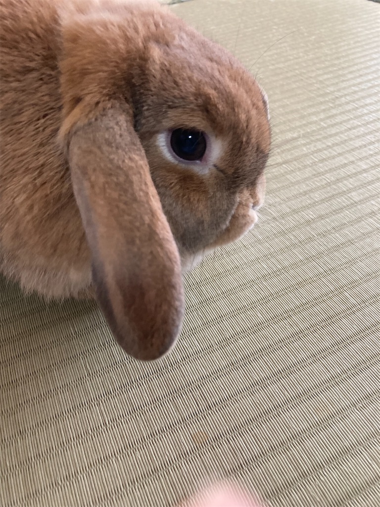 f:id:onorichan:20231030093459j:image f:id:onorichan:20231030093459j:image