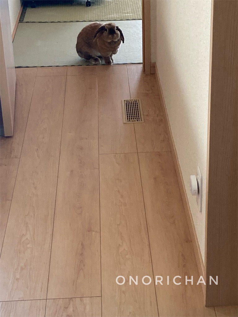 f:id:onorichan:20250529054104j:image