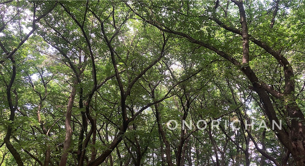 f:id:onorichan:20250621224006j:image