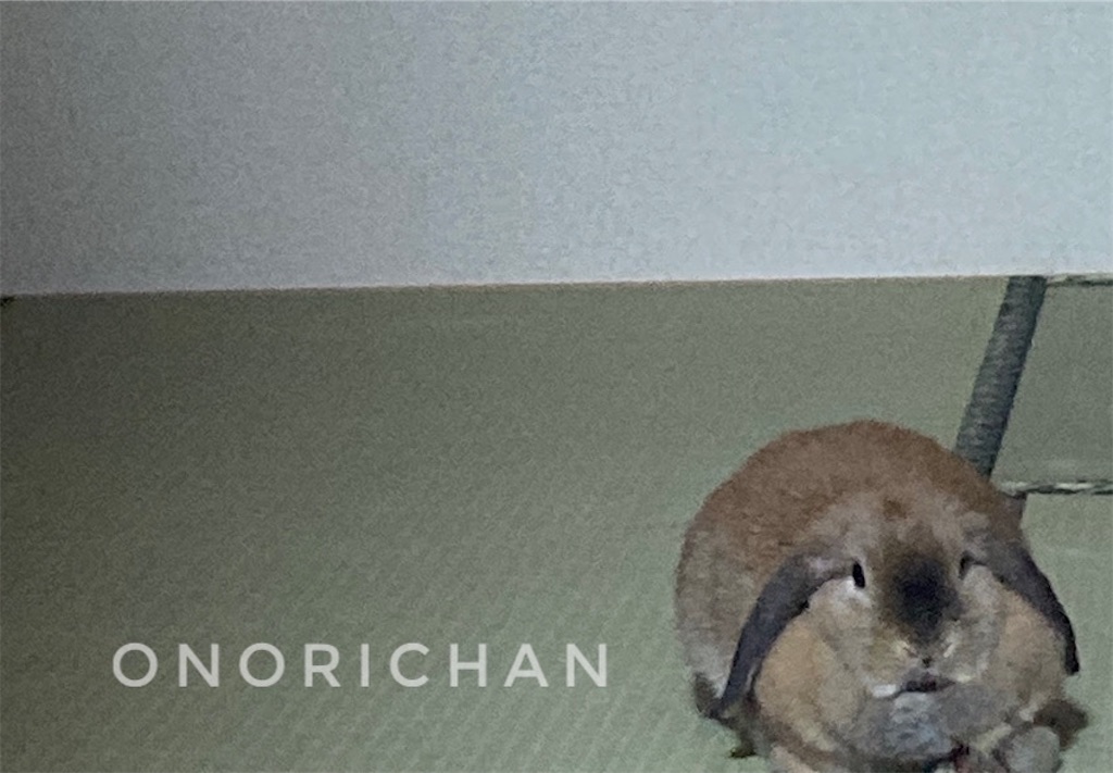 f:id:onorichan:20250624223140j:image
