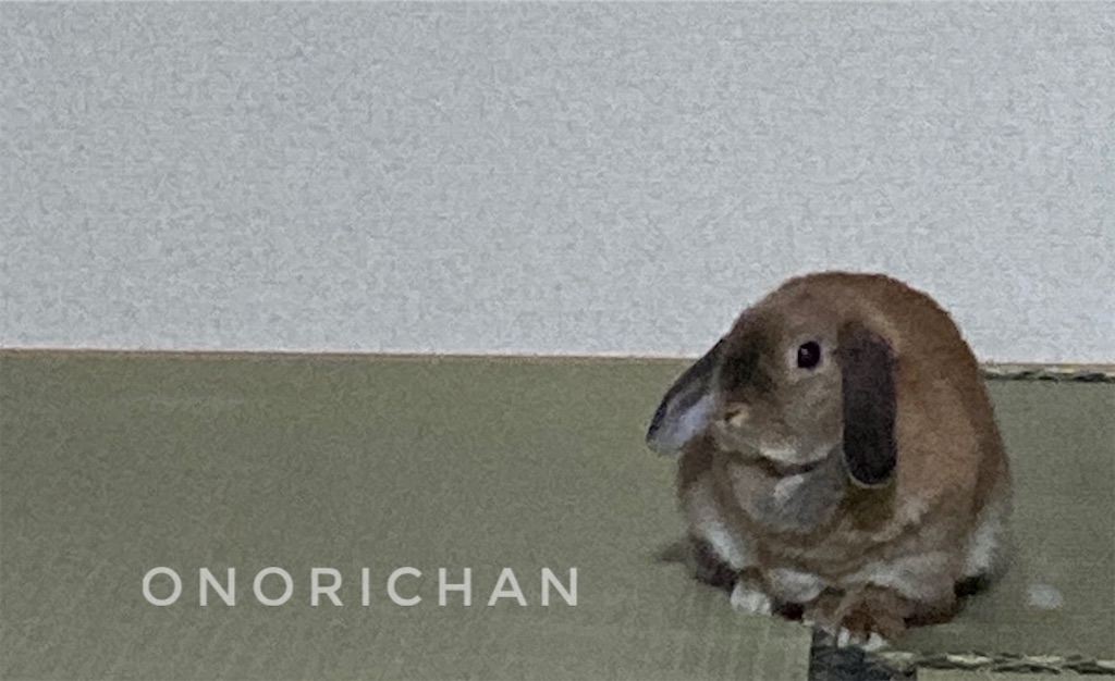 f:id:onorichan:20250625220158j:image
