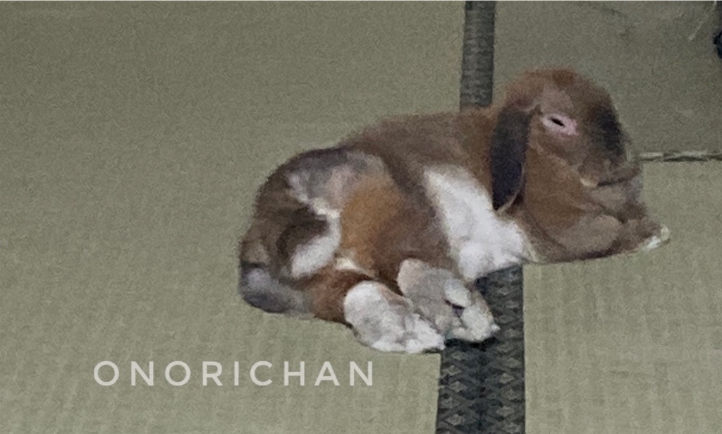 f:id:onorichan:20250702234536j:image