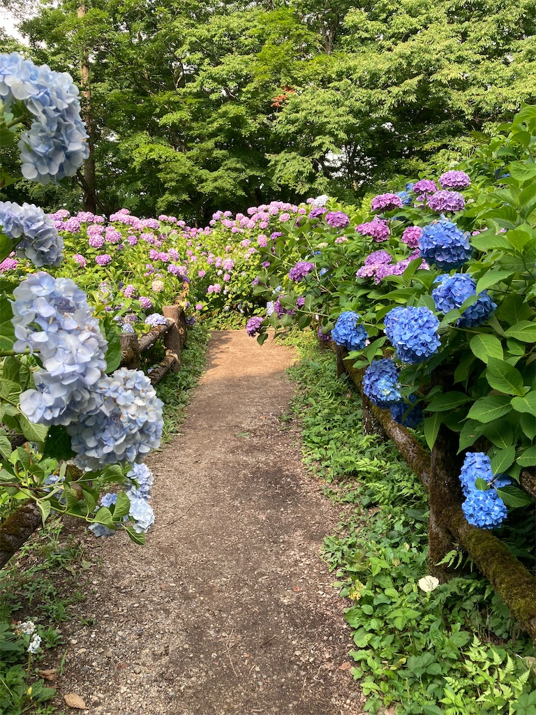 f:id:onorichan:20250706221127j:image