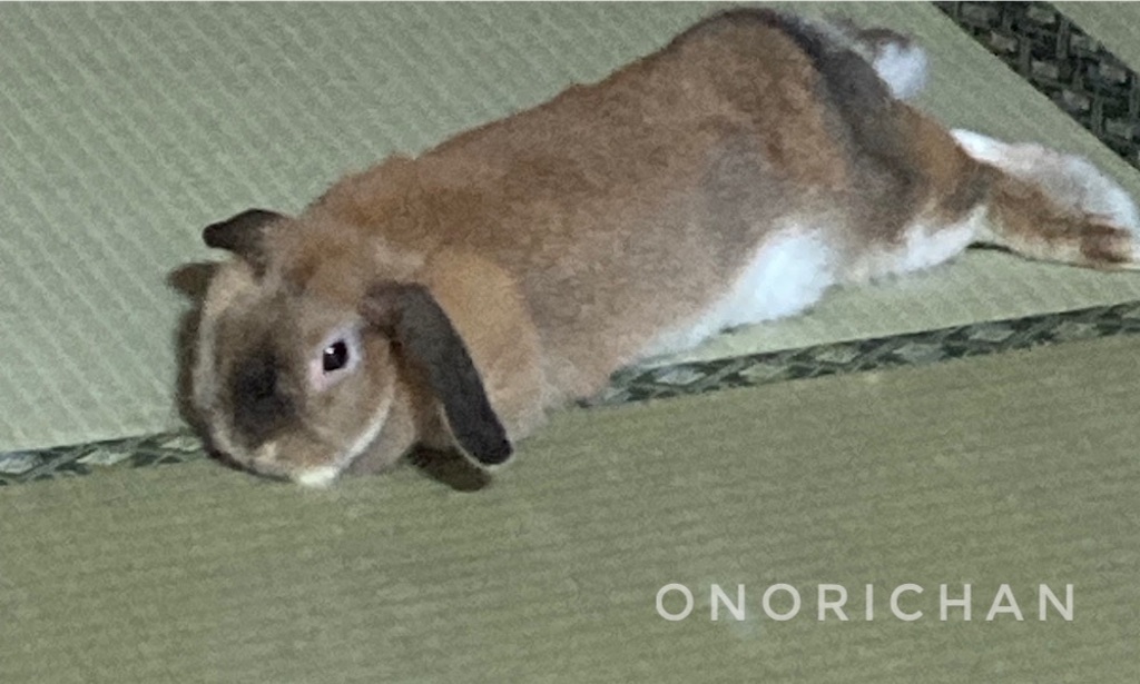 f:id:onorichan:20250713222334j:image