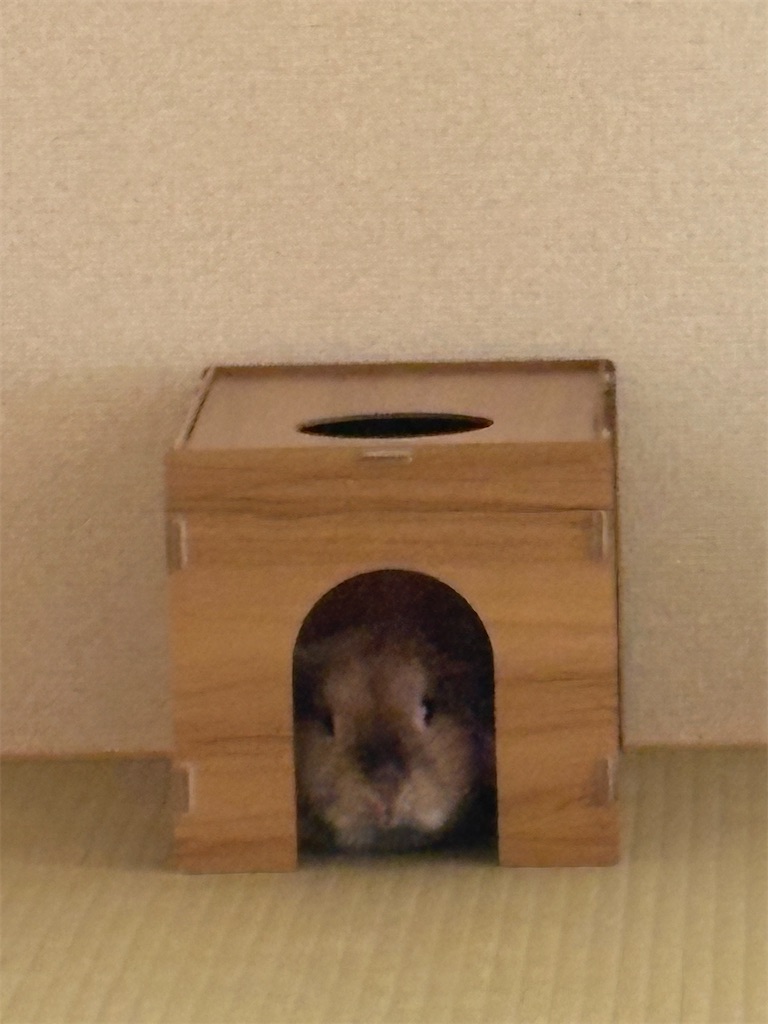 f:id:onorichan:20260205113918j:image