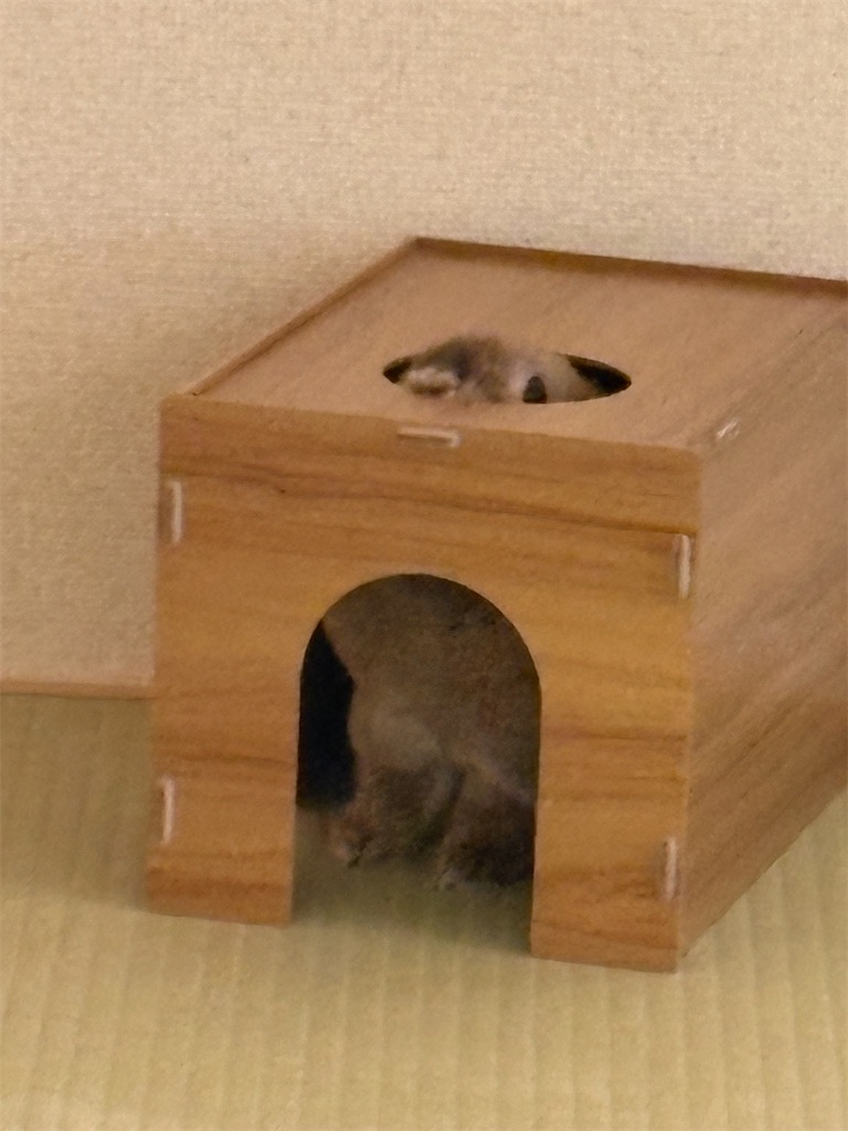 f:id:onorichan:20260205113928j:image