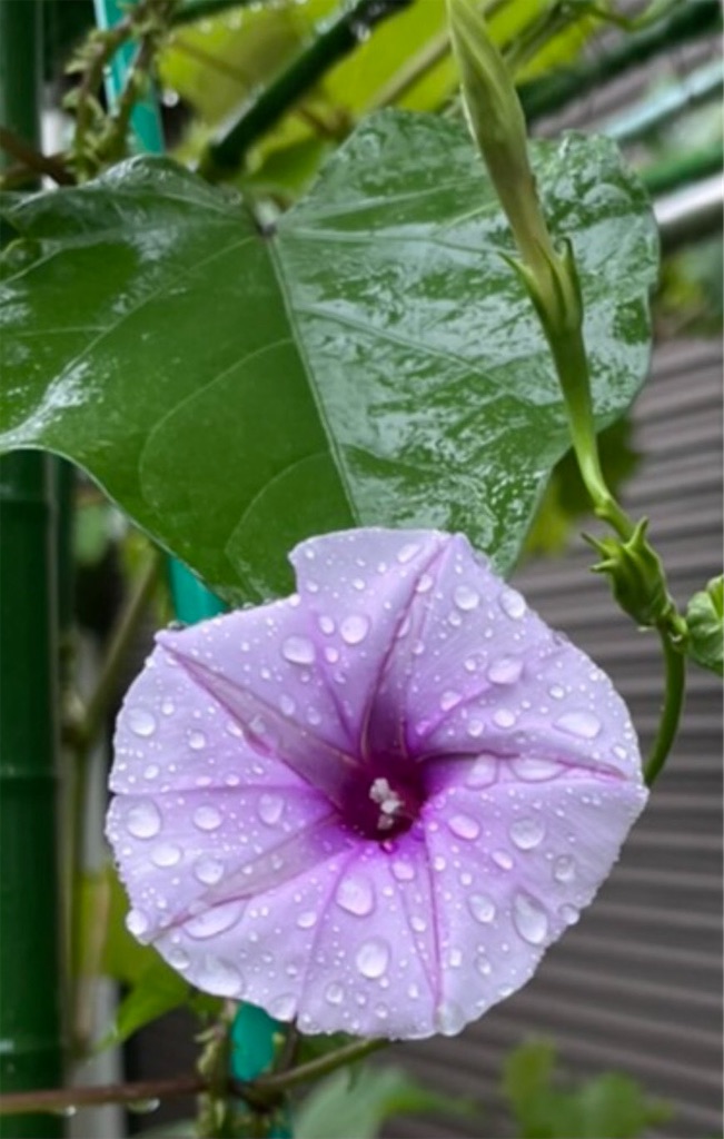 f:id:onotadao:20210804164921j:image