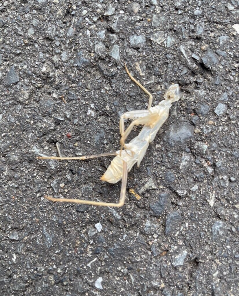 道掃いてカマキリ脱皮抜け殻か 小野忠男の俳句ブログ