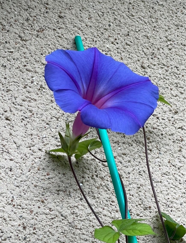 f:id:onotadao:20211013163523j:image