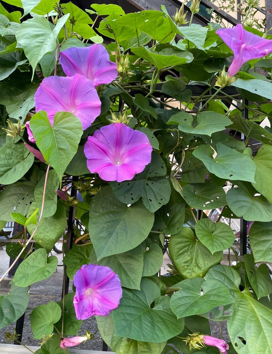 f:id:onotadao:20211019163646j:plain