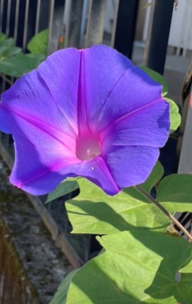 f:id:onotadao:20211019164816j:plain