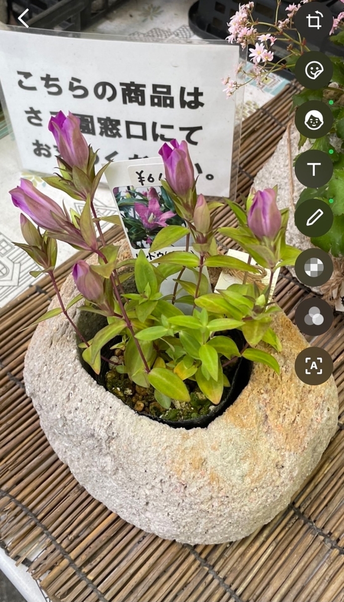 f:id:onotadao:20211103173353j:plain