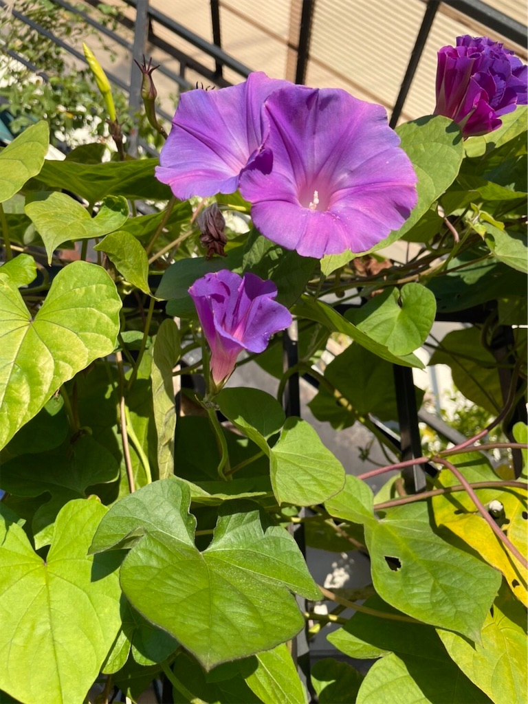 f:id:onotadao:20211117171245j:image