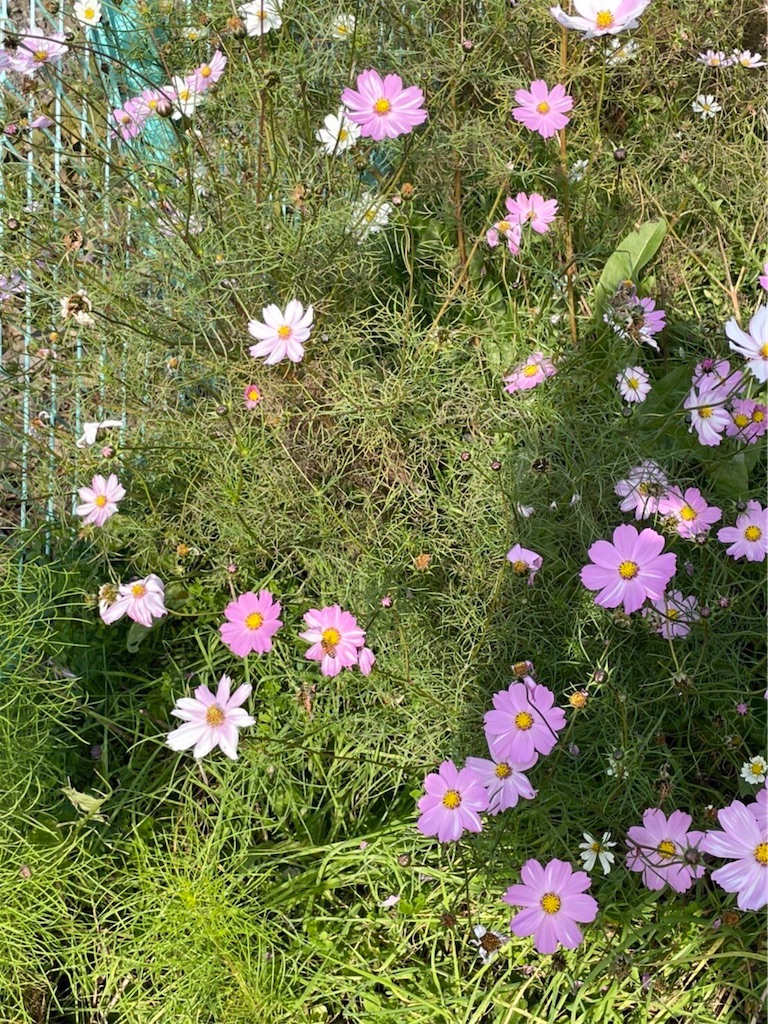 f:id:onotadao:20211201164005j:image