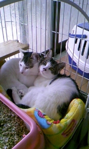 f:id:onpiiion:20120101163133j:image
