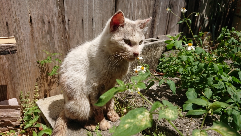 f:id:onsen222:20180409143821j:plain