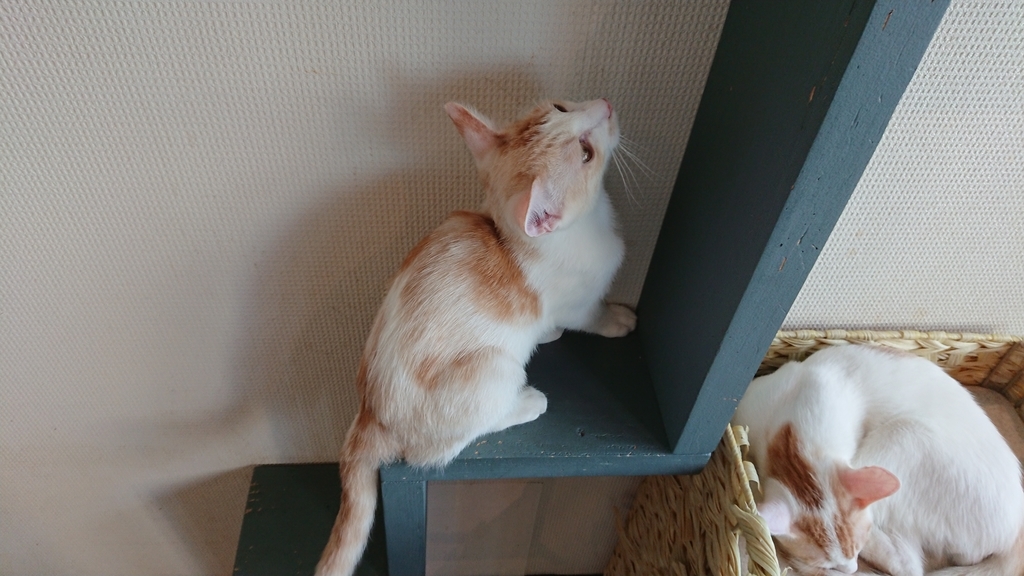 f:id:onsen222:20180930192947j:plain