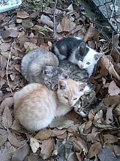 f:id:onsen222:20191027152732j:plain